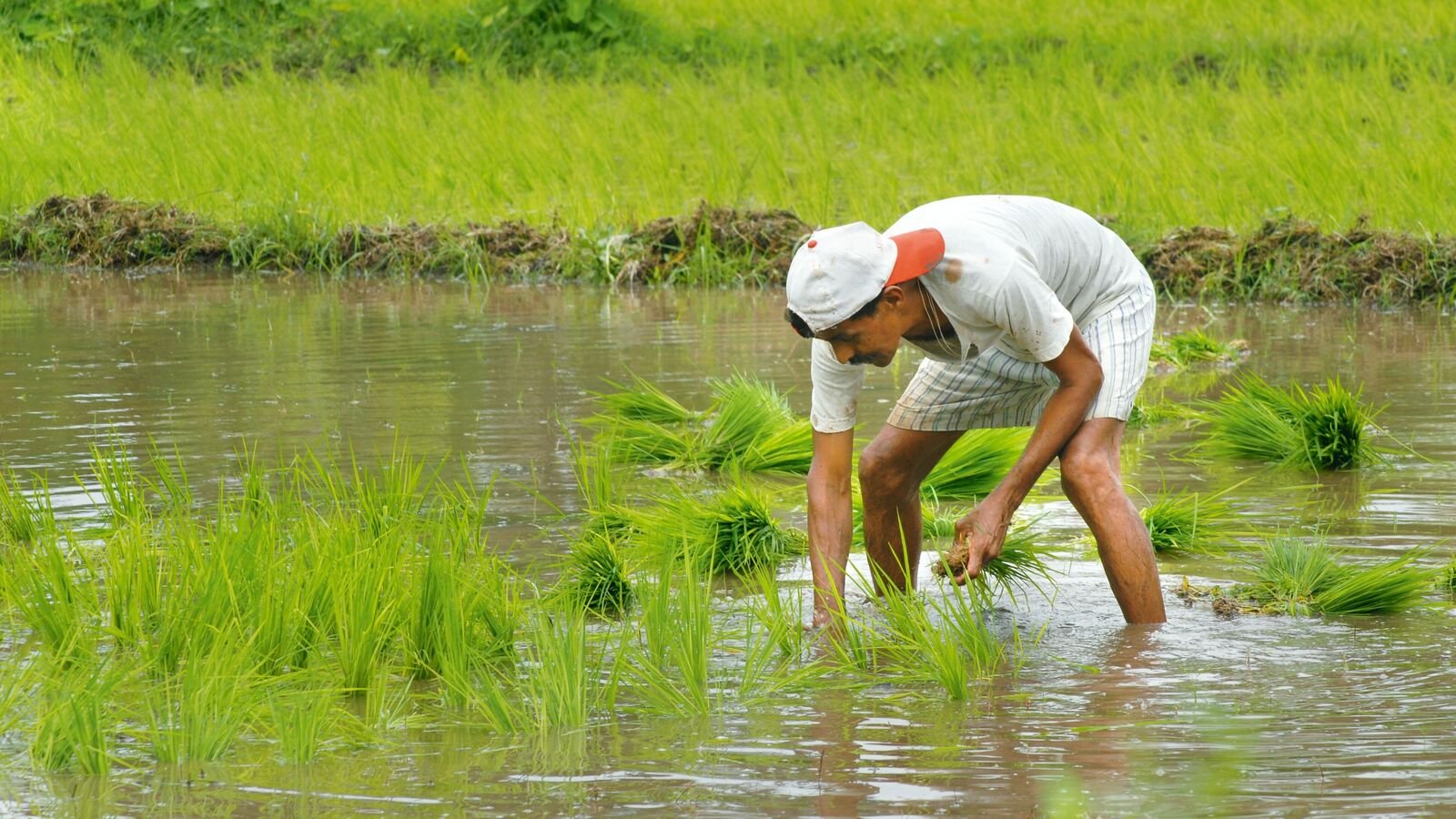 Quarterly feedback mechanism may transform how India’s farmers get govt support 10 Quarterly feedback mechanism may transform how India’s farmers get govt support